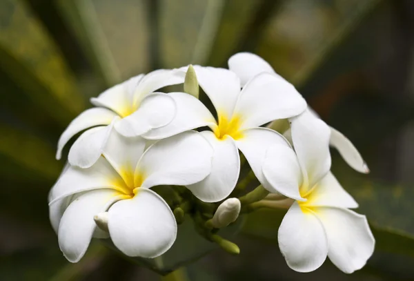 熱帯花の枝フランジパニ(プルメリア)) — ストック写真