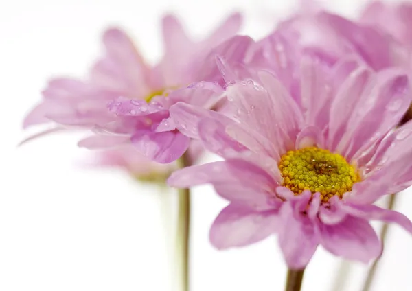 Mooie bloeiende roze bloemen op een witte achtergrond — Stockfoto