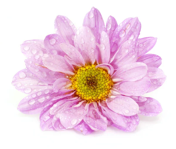 Closeup of pink flower on white background — Stock Photo, Image