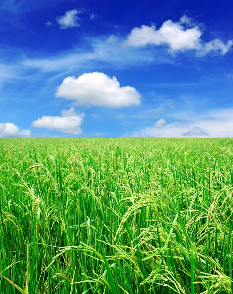 Ris fält med blå himmel — Stockfoto