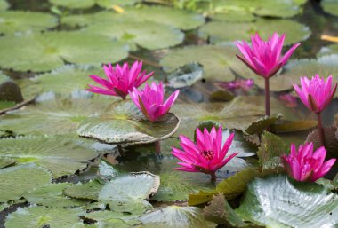 Gölette pembe nilüfer çiçeği