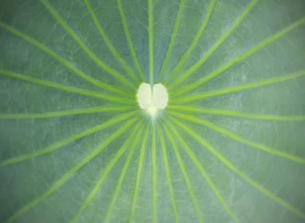 Close up on lotus leaf — Stock Photo, Image