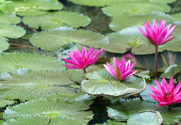 Pink lotus — Stock Photo, Image