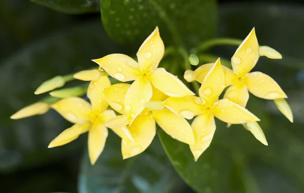 Yellow Ixora Flowers — Stock Photo, Image