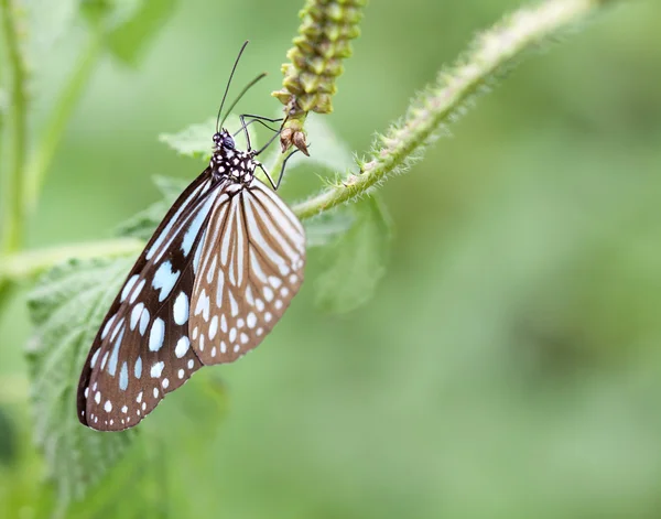 Motýl na listí — Stock fotografie