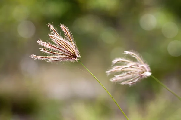草原地帯の草地 — ストック写真