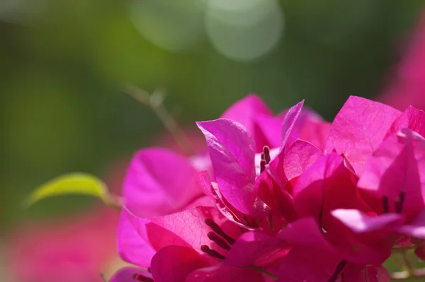 纸朵花叶子 — 图库照片