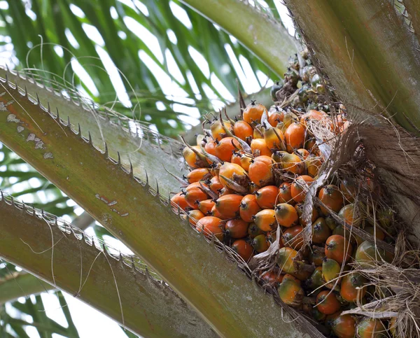 Huile de palme, une huile comestible saine bien équilibrée est maintenant un important — Photo