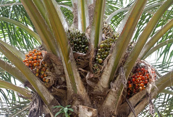 Пальмовое масло, хорошо сбалансированное здоровое съедобное масло теперь является важным — стоковое фото