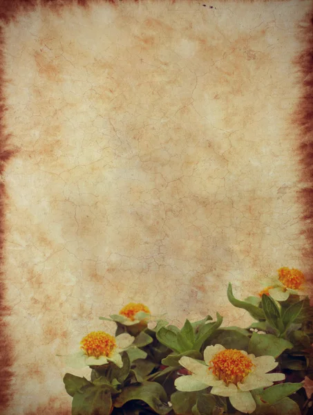 Colorati fiori zinnia su carta vintage — Foto Stock