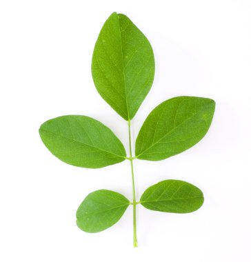 Kelebek bezelye beyaz zemin üzerine bırakır.