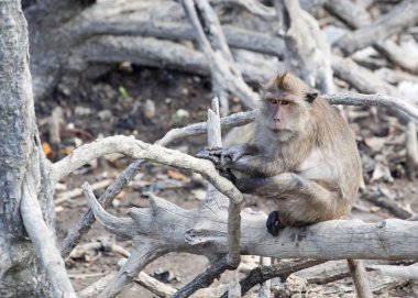 Maymun (rhesus makak) Tayland