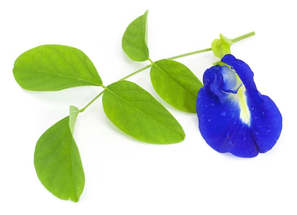 Clitoria ternatea — Φωτογραφία Αρχείου