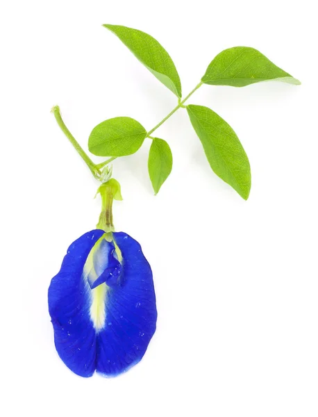 Clitoria ternatea — Stock Fotó