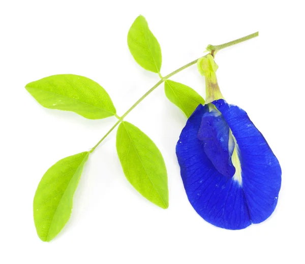 Clitoria ternatea — Stock Fotó