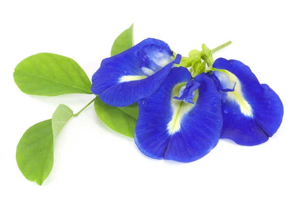 Clitoria ternatea — Stockfoto