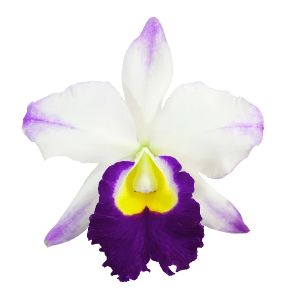 Белая орхидея на белом фоне — стоковое фото