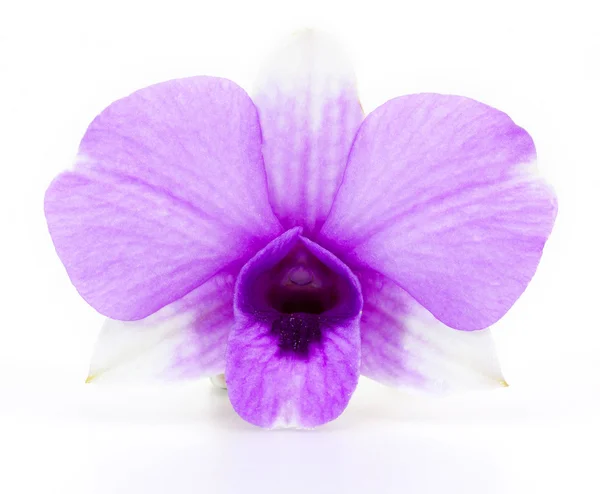 Orquídea rosa isolada em branco — Fotografia de Stock