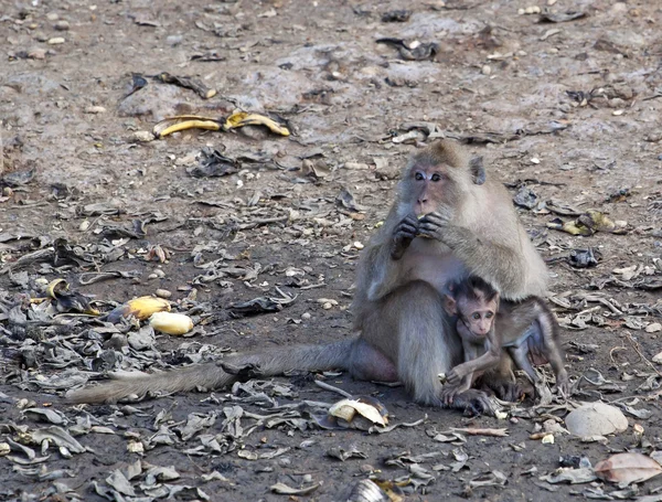 Singe (Macaque rhésus) en Thaïlande — Photo