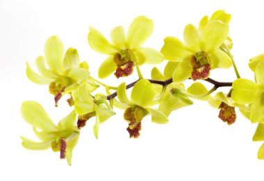 Beyaz arkaplanda sarı orkide