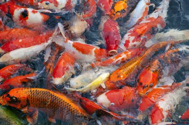 Japon koi balığı.