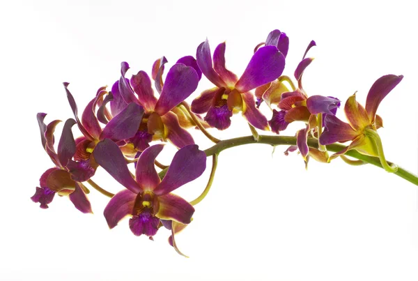 Beyaz arkaplanda izole edilmiş mor orkide çiçeği — Stok fotoğraf