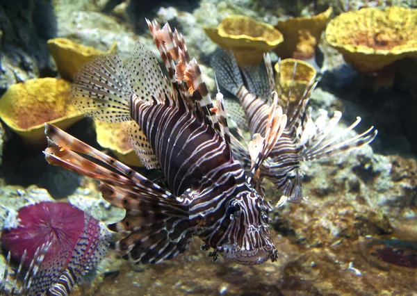 Lion fish — Stock Photo, Image