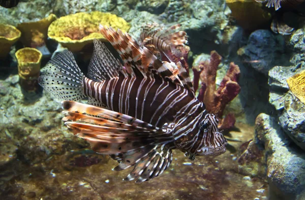 Lion fish — Stock Photo, Image