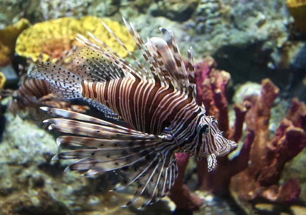 Lion fish — Stock Photo, Image