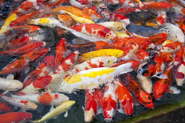 Ιαπωνικά ψάρια koi — Φωτογραφία Αρχείου
