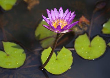 Gölette pembe nilüfer çiçeği