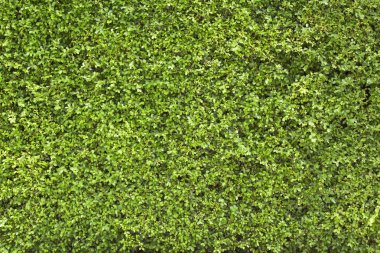 yeşil yaprakları duvar arka plan veya duvar kağıdı olarak