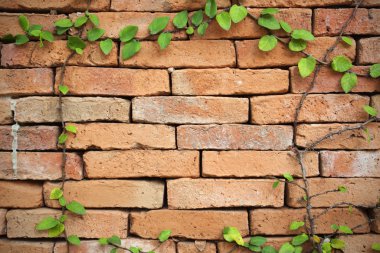 Yeşil sarmaşık bitki bir tuğla duvar arka planı için