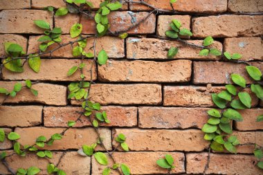 Yeşil sarmaşık bitki bir tuğla duvar arka planı için