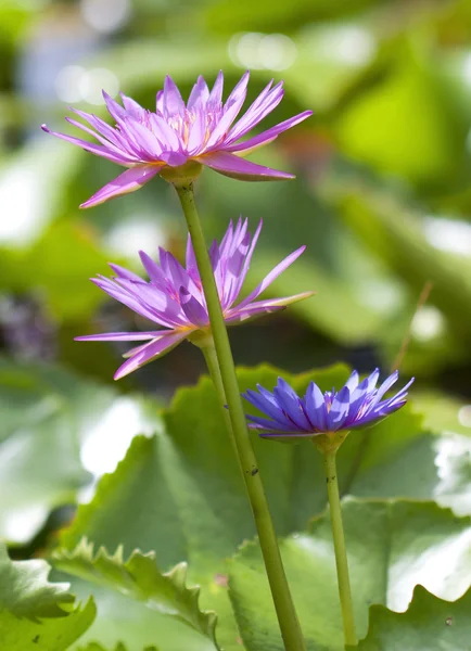 Roze lotus in vijver — Stockfoto