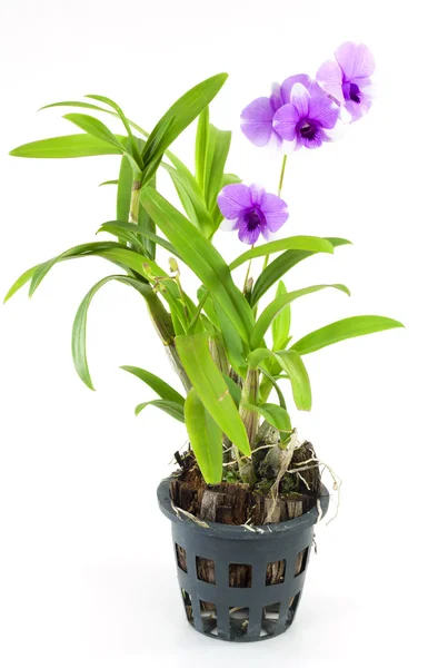 Flor de orquídea roxa em vaso isolado em branco — Fotografia de Stock