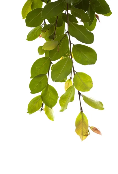 Hojas verdes sobre fondo blanco — Foto de Stock