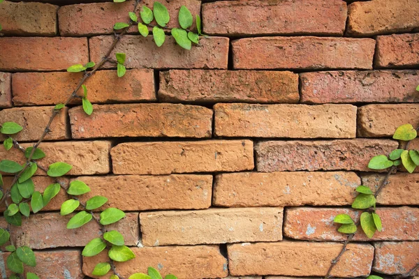 Groene klimplant plant op een bakstenen muur voor achtergrond — Stockfoto