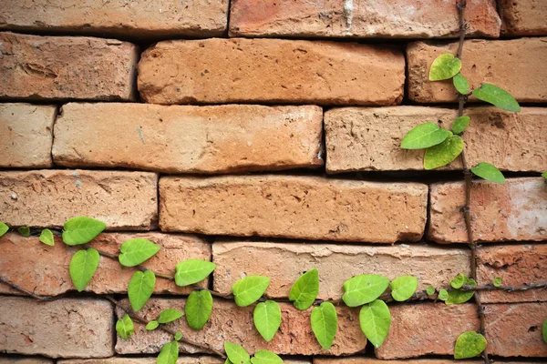 Yeşil sarmaşık bitki bir tuğla duvar arka planı için — Stok fotoğraf