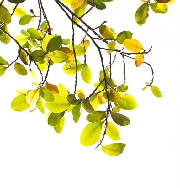 Zelené a žluté listí na bílém pozadí — Stock fotografie