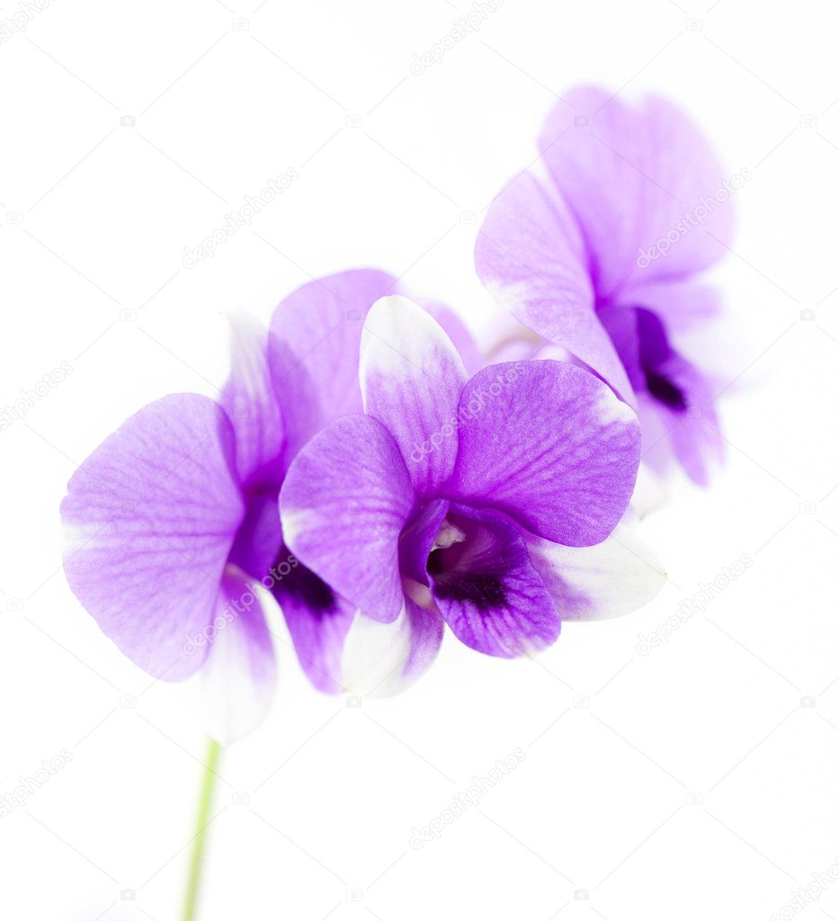 Beautiful purple orchid flowers isolated on white, closeup shot