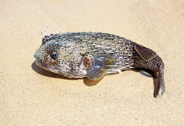 Blåsfisk på stranden — Stockfoto