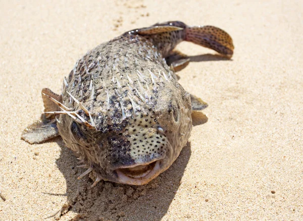 Puffer en la playa — Foto de Stock