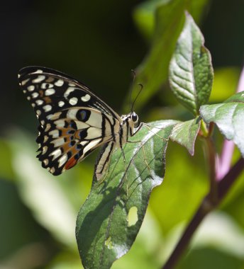 kireç kelebek yeşil izinli