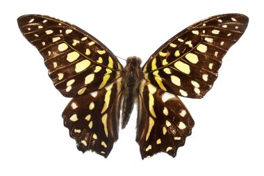 renkli kelebek görünümü Kapa