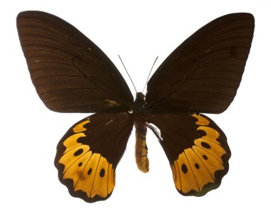 Goliath birdwing kelebek beyaz