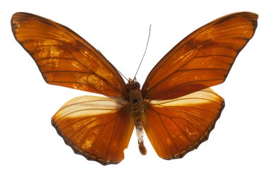Güzel Julia Heliconian (Dryas Iulia) kelebek üzerinde izole w