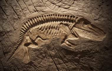 model dinozor Fosili