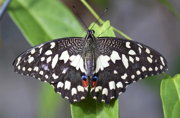 Hermosa mariposa en licencia verde —  Fotos de Stock