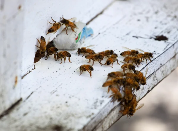 Honigbienen auf dem Bienenstock — Stockfoto